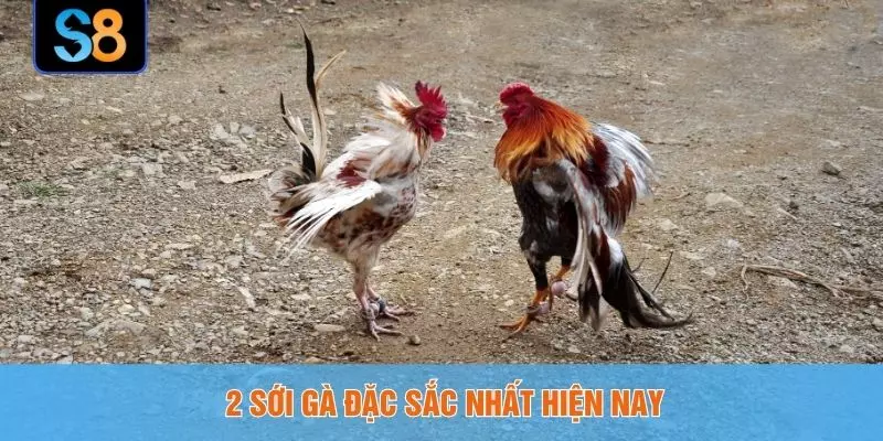 2 sới gà đặc sắc nhất hiện nay