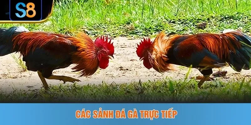 Các sảnh đá gà trực tiếp