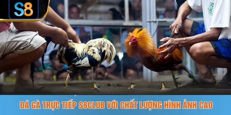 Đá gà trực tiếp S8CLUB với chất lượng hình ảnh cao