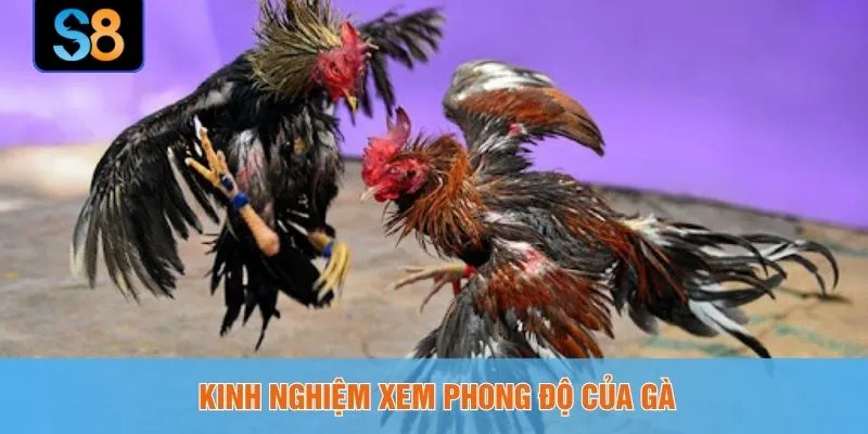 Kinh nghiệm xem phong độ của gà