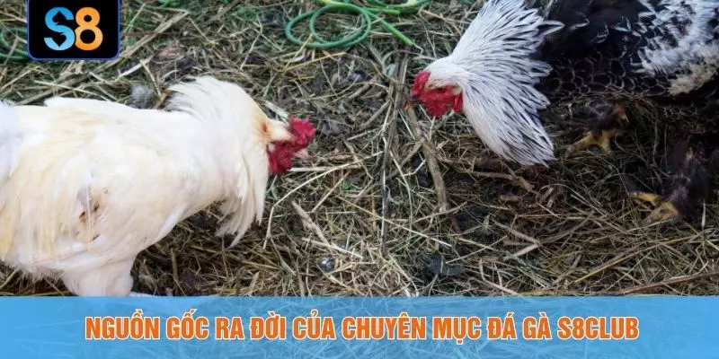 Nguồn gốc ra đời của chuyên mục đá gà S8CLUB