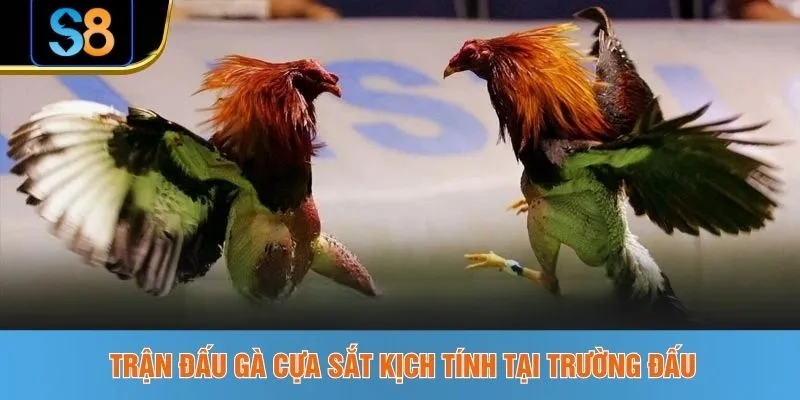 Trận đấu gà cựa sắt kịch tính tại trường đấu