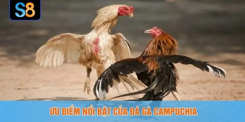 Ưu điểm nổi bật của đá gà Campuchia